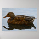 Suche nach stockente poster Enten