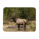 Suche nach adam jones Cervus canadensis