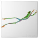 Suche nach die reptilien fliesen Amphibien