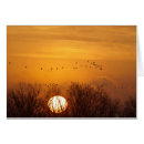 Suche nach aufgehende sonne Vogel