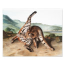 Suche nach luchs poster Säugetier
