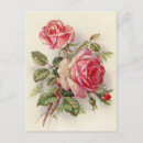 Suche nach vintage rosa rosen postkarten Blumenreich