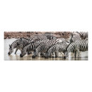 Suche nach etosha poster Natur