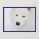 Suche nach samoyed postkarten Besonnen