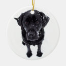 Suche nach schneehunde Labrador retriever