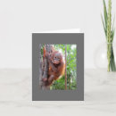 Suche nach borneo karten Orang utan