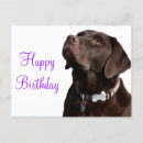 Suche nach brauner labrador poster Schokoladenlabrador retriever