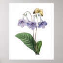Suche nach redoute poster Botanical