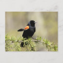 Suche nach winged postkarten Vogelvogel