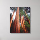 Suche nach zweigen poster leinwandbilder Danita begrenzont