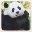 Suche nach pandas untersetzer Smithsonian