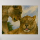 Suche nach lioness poster Große katze
