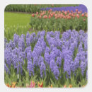 Suche nach keukenhof aufkleber Europa