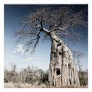Suche nach baobab poster Afrika