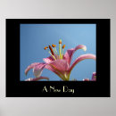 Suche nach rosa lilie poster Lilien