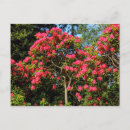 Suche nach rhododendren postkarten Blume