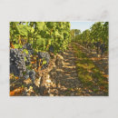Suche nach sauvignon Bordeaux