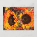Suche nach orange sonnenblume postkarten Blumenreich