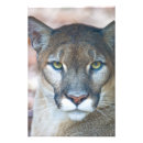 Suche nach puma tier poster Beute