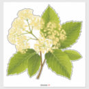 Suche nach botanik blatt aufkleber Blumen