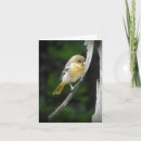 Suche nach baltimore karten Vogel