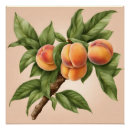 Suche nach vintage frucht poster Pfirsich