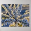 Suche nach immergrüner baum poster Winter