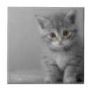 Suche nach kitt fliesen Katze