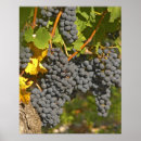 Suche nach merlot poster Wachsen