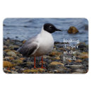 Suche nach möwe magnete Vogelvogel