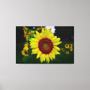 Suche nach sommerregen andere Blume