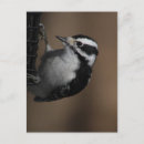 Suche nach abscheulich poster Vogelbeobachter