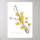 Suche nach duft poster Blume