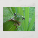 Suche nach kleiner frosch postkarten Frösche