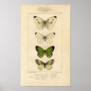 Suche nach schmetterlinge und motten poster Druck