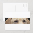 Suche nach gelbes labrador retriever postkarten Vatertag