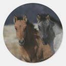 Suche nach mustang aufkleber Reiter