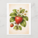 Suche nach vintage erdbeeren postkarten Botanisch