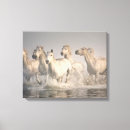 Suche nach saintes maries de la mer kunst poster Ranch