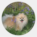 Suche nach zwergspitz aufkleber Loulou