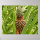 Suche nach tropische frucht poster Obst