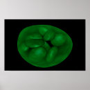 Suche nach chloroplast poster Membran