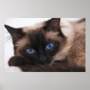 Suche nach katzenaugen poster Kätzchen