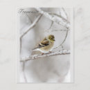 Suche nach goldfink postkarten Vogelbeobachtung