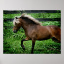 Suche nach galopp poster Pony