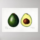 Suche nach avocado poster Essen