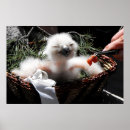 Suche nach küken poster Tierwelt