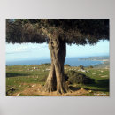 Suche nach olivenbaum poster Olivegrün