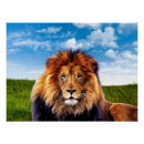 Suche nach majestätischer löwe poster Wildtiere