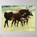 Suche nach horse kunst poster Pony